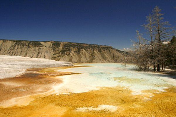 Las arqueobacterias se descubrieron por primera vez en las aguas termales del Parque Nacional Yellowstone.