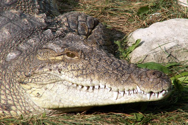 Los cocodrilos del Nilo pueden vivir más de 40 años en la naturaleza.