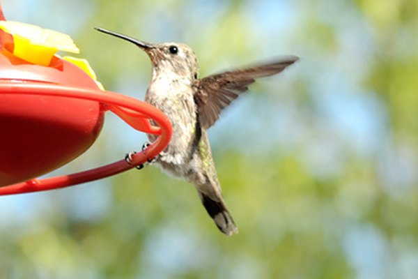 Los colibríes nunca parecen detenerse.