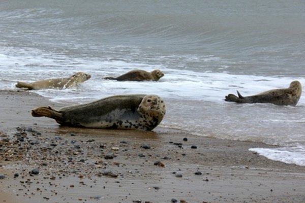 Las focas pueden evitar a los depredadores terrestres.