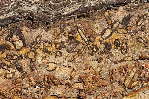 Ejemplos de rastros fósiles son huellas y senderos.