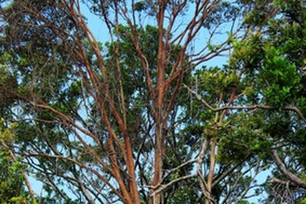 La capa emergente consiste de los árboles más altos del bosque tropical.