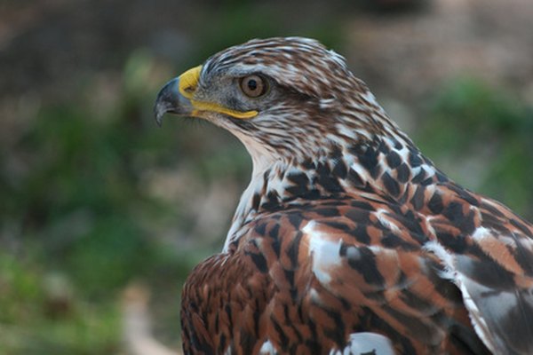 Los halcones sobreviven cazando animales pequeños.