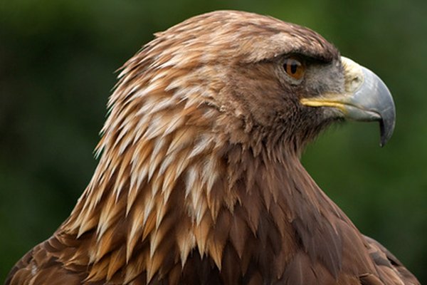 La noble y severa águila dorada es una de las aves de presa más grandes.