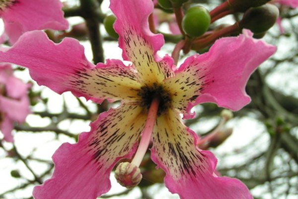 La ceiba o kapok produce flores tropicales brillantes.