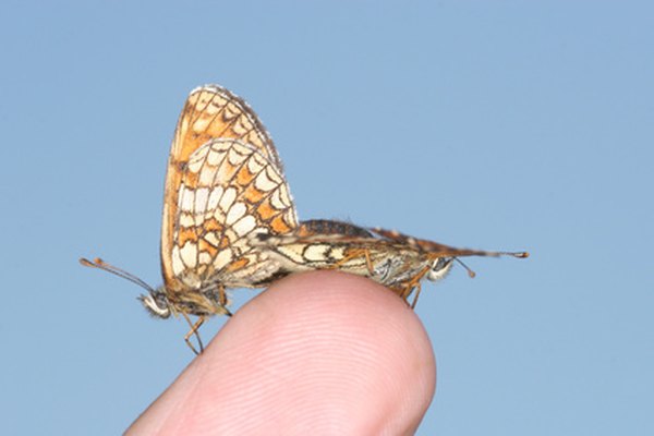 El Amazonas es el hogar de una abundancia de mariposas.