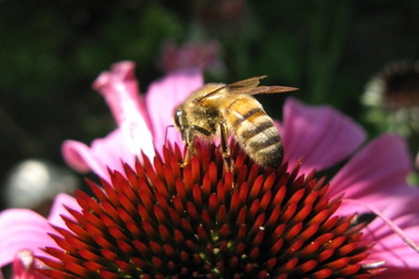 Una abeja melífera tiene una adaptación estructural de cuerpo negro con rayas amarillas.