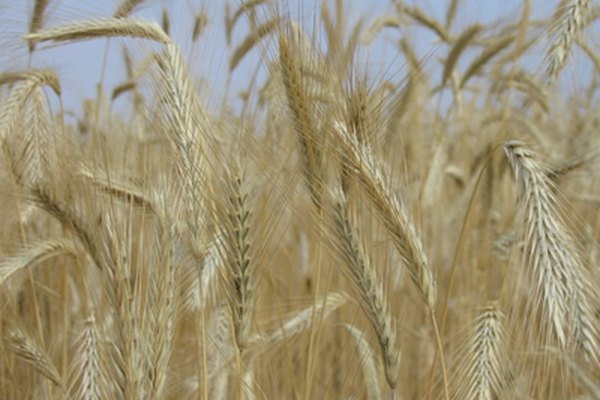 Un campo de trigo mostrando cabezas sanas.