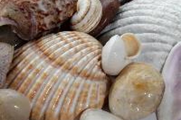 Los mejillones comprenden una familia de marisco que contiene más de 250 especies diferentes.