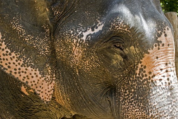 Deben tomarse acciones para proteger a los animales en peligro de extinción.