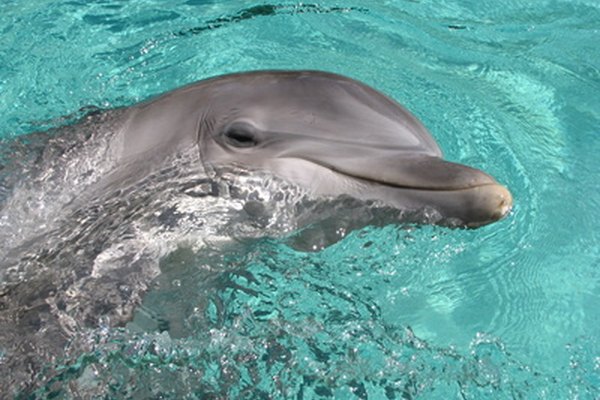 Los delfines, tortugas de mar y peces están dentro de los pacientes de un veterinario marino.