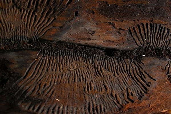 Fósiles descubiertos por arqueólogos.