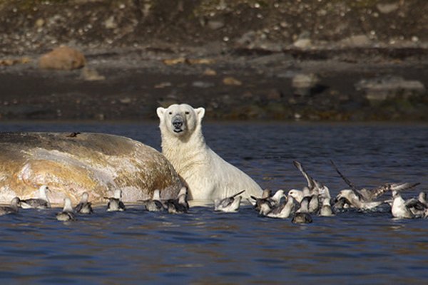 Cuando el hielo se derrite, algunos osos polares van hacia el norte y otros prefieren quedarse en tierra.