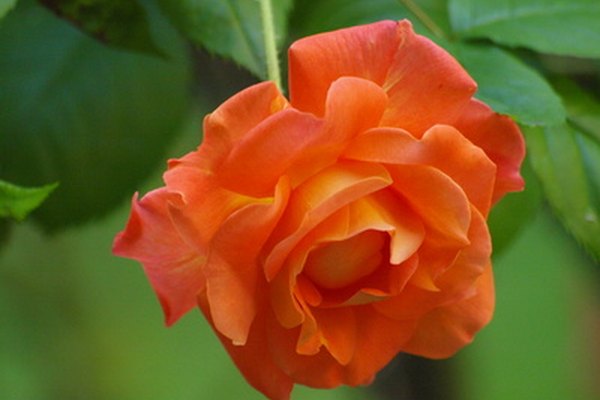 Con un sólo pedazo de papel origami doblado con precisión puedes crear una rosa de papel en flor.