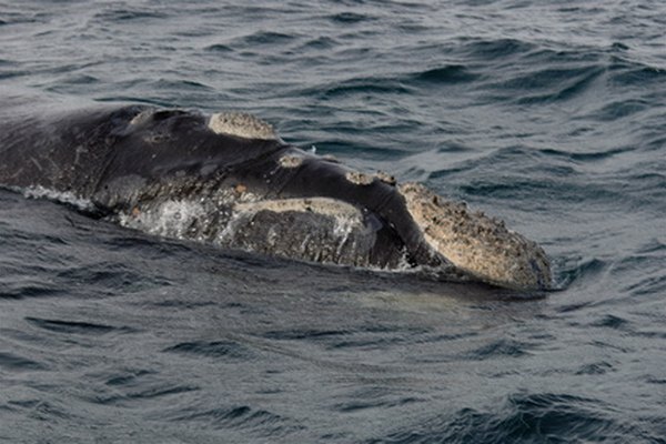 ¿Cómo respiran las ballenas?