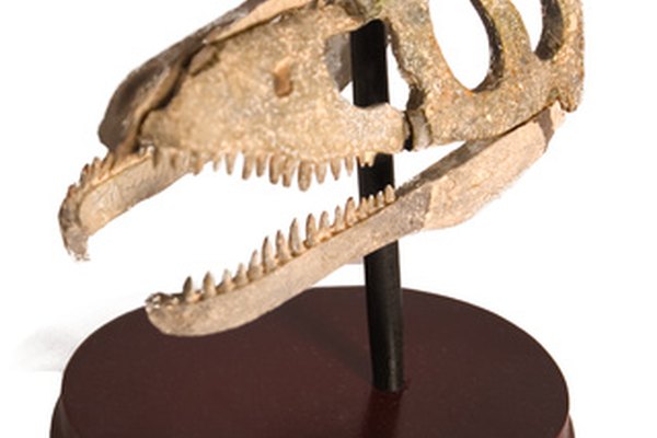 Los paleontólogos usan herramientas específicas para examinar los huesos de dinosaurio.