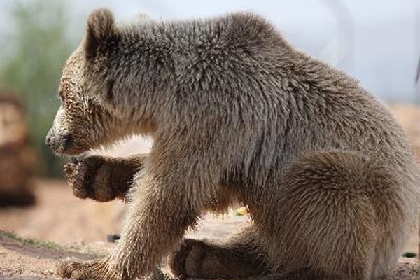 En los bosques coníferos hay varias especies en extinción debido a los leñadores y caza indiscriminada.