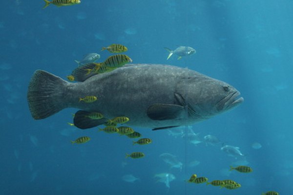 Algunas clases de mero están protegidas para impedir sobrepesca.