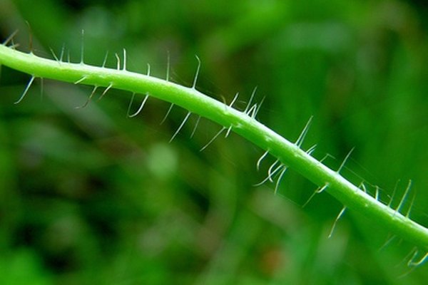 Las plantas vasculares terrestres tienen tejidos en el tallo que permiten la circulación de líquidos y nutrientes.