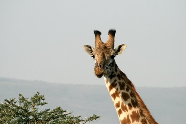 Lamarck ilustró esta teoría explicando la evolución del cuello de la jirafa.