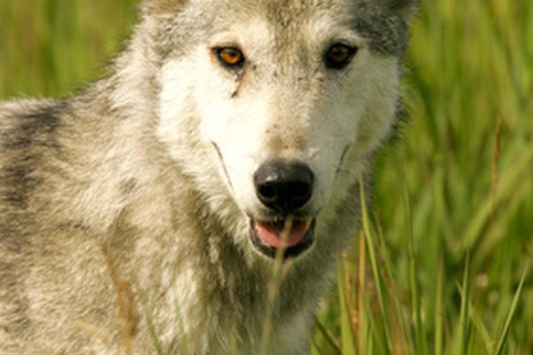 Los ojos de un lobo se encuentran en la parte frontal para ver mejor a sus presas.