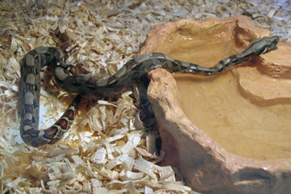 Algunos reptiles, como las serpientes, no tienen patas.