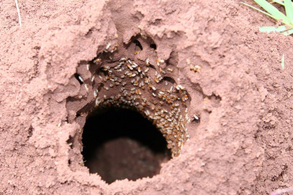 Ciclo de vida de las termitas.