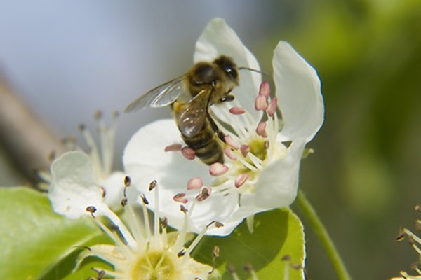 Una abeja poliniza una flor.