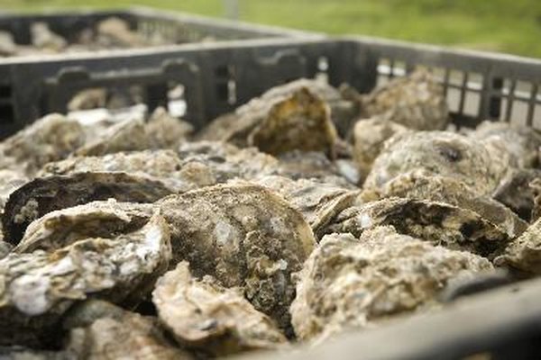 Las ostras se cree que se originaron durante el período Triásico, hace unos 200 millones de años.