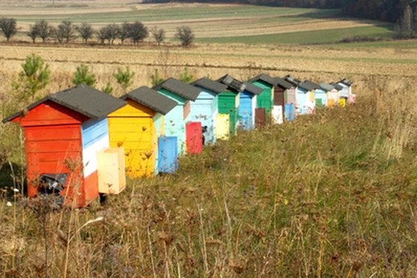 Cómo cuidar las abejas durante el primer año.