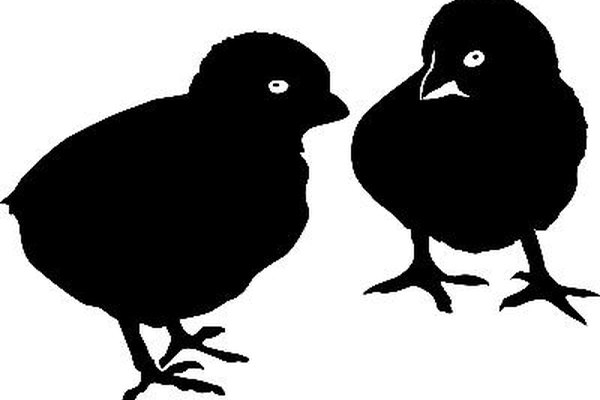 Las Black Australorps son aves resistentes que soportan bien los climas adversos.