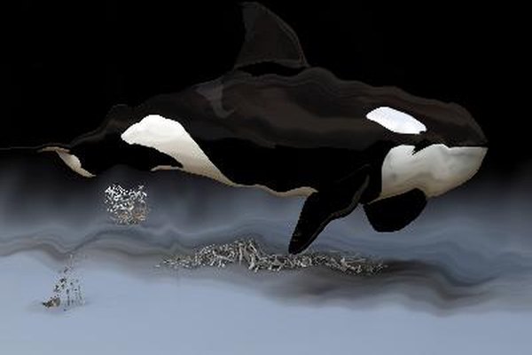 Las ballenas usan la ecolocalización para alimentarse, ver y sentir el medio ambiente.