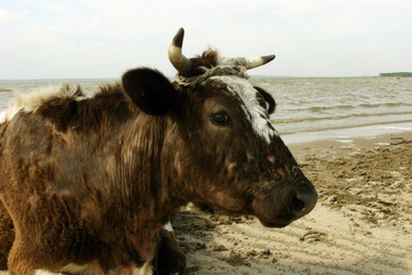 Los cuernos de vaca han sido utilizados por siglos.