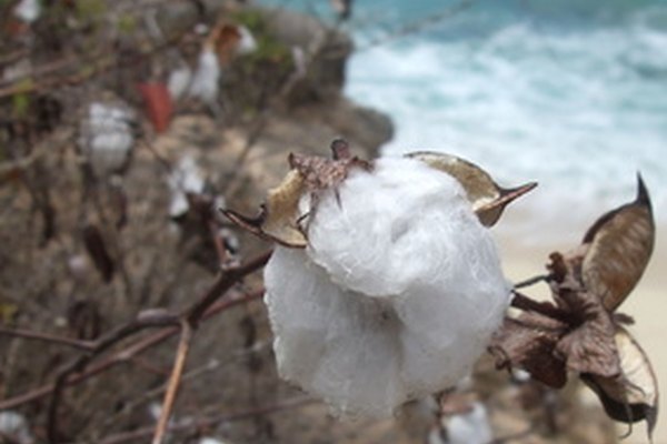 La transformación de una simple semilla de algodón en tejido útil es un proceso largo.