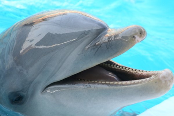 Los delfines en cautiverio comparten el agua con los nadadores.