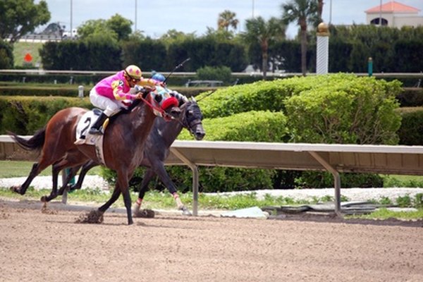 Caballo en plena competencia.