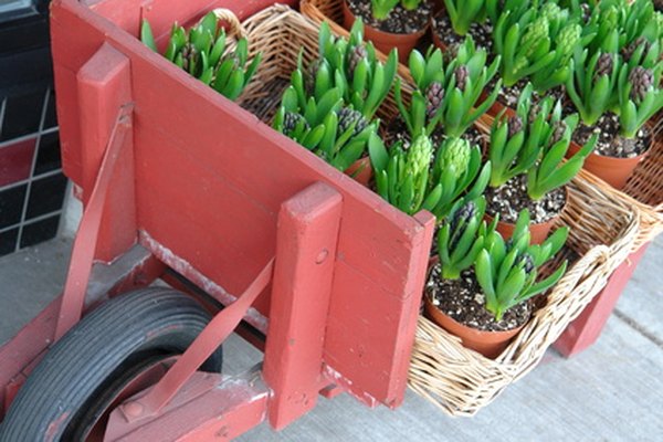 Los compuestos de perlita y vermiculita pueden ayudar a las plantas en macetas a crecer.