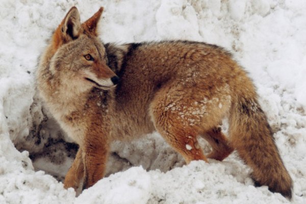 Sobrepoblación de coyotes.