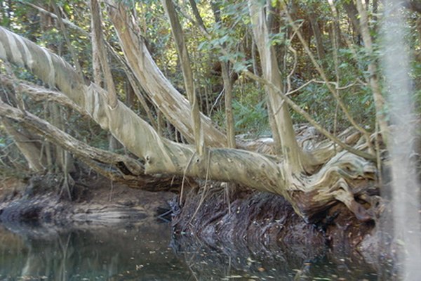 El manglar del Ecuador crece y acepta el agua salada.