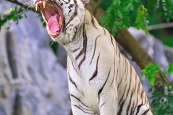 Un tigre es uno de los muchos carnívoros en la naturaleza.