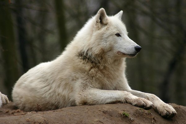 El lobo de la tundra también se lo conoce como el lobo del ártico.