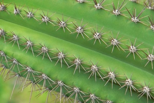 Los cactus y otras suculentas contienen grandes cantidades de agua en su interior.