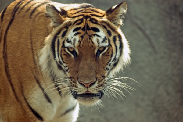 Los tigres suelen comer en la sombra cerca del agua.