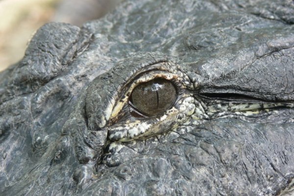 Los cocodrilos estuvieron en peligro de extinción durante los ´40 y los ´50.