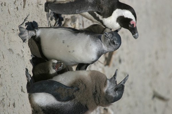 Los pingüinos necesitan protegerse de sus depredadores.