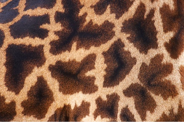 Con bocas especializadas, lenguas y paladares superiores, las jirafas ni se inmutan por las espinas.
