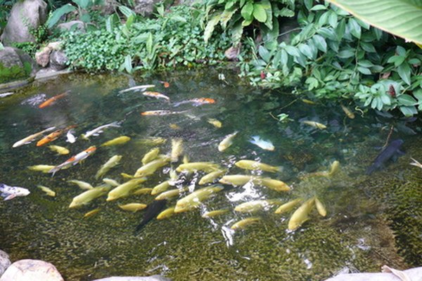 Los estanques en el jardín trasero deben ser lo suficientemente profundos como para que los peces sobrevivan al invierno.