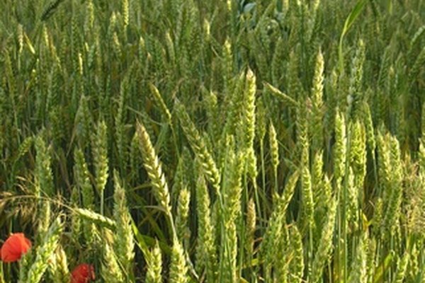 Plantas de trigo saludables