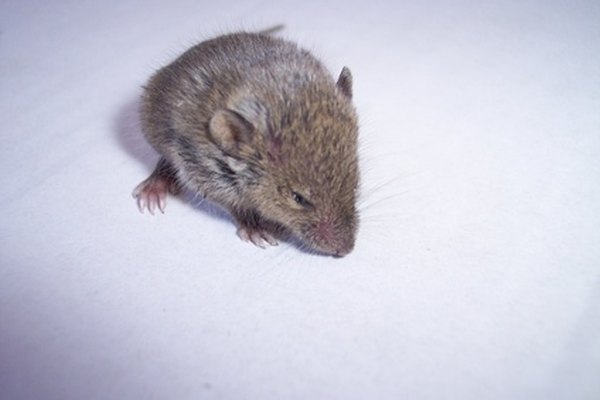 Los ratones típicamente comen plantas, pero son empujados por la inanición a comer casi de todo.
