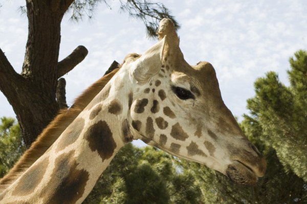 Los cuellos de ocho pies (2,43 metros) de las jirafas les permiten alcanzar lugares de alimentación que otros herbívoros no pueden.